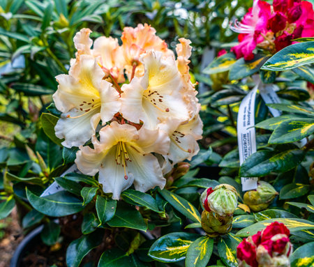 A macro shot of a golden Rhododendron at the  Rhododendron Species Botanical Garedn in Federal Way, Washington.の写真素材