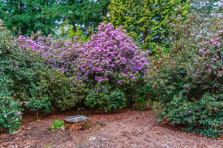 Purple Rhododendron blossoms at the Rhododenron Species Botanical Garden in Federal Way, Washington.の写真素材