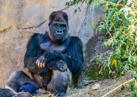 A gorilla sit near a wall at Woodland Park Zoo in Seattle, Washington.の写真素材