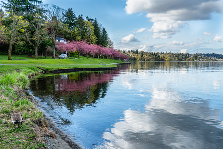 Cherry blossoms on trees along Lake Washington in Seattle.の写真素材