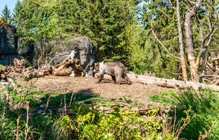 A biew of a bear at the Woodland Park Zoo in Seattle, Washington.の写真素材