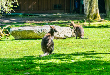 A kangaroo at the Woodland Park Zoo in Seattle, Washington.の写真素材