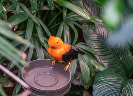 An orange tropical bird at the Woodland Park Zoo in Seattle, Washington.の写真素材
