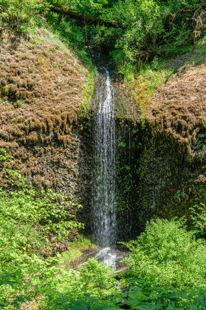 A landscape shot of a waterfall at Silver Falls State Park in Oregon State.の写真素材