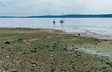 Tow boats are anchored near shore in West Seattle, Washington.