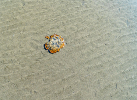 A colorful jellyfish lies on the sand at Moclips, Washington.の写真素材