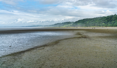 A view of mounds of sand and green trees at Moclips, Washington.