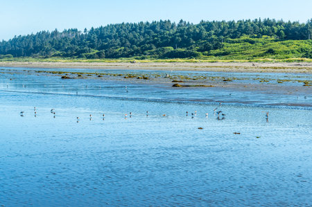 A landscape view of the shoreline in Mociips, Washington with birds.の写真素材