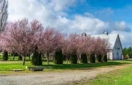 A view of blooming cherry trees and a barn near La Connor, Washington.の写真素材