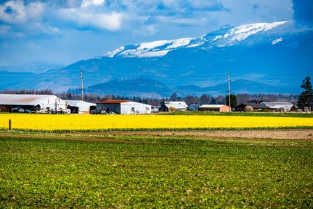 A view of brilliant Daffodils in a field with farm buildings behind. Near La Conner, Washington.