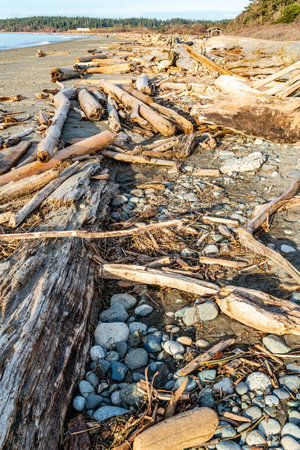 Driftwook lines West Beach in Oak Harbor, Washington.の写真素材
