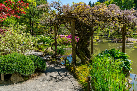A vies of a pond at a Japanese garden in Seattle, Washington.の写真素材