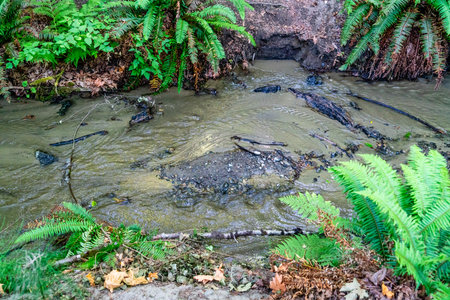 A close-up shot of a stream in Dash Point, Washington.