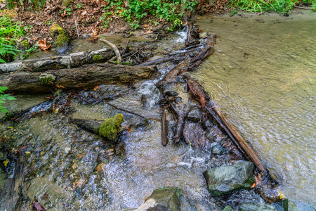 A close-up shot of a stream in Dash Point, Washington.の写真素材