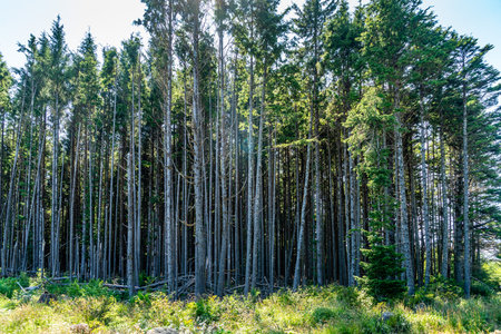 A view of a forest near a clear cut area in Washington State.