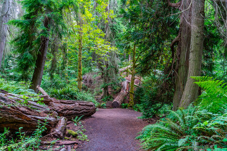 A view of the trail at Schmitz Park in West Seattle, Washington.
