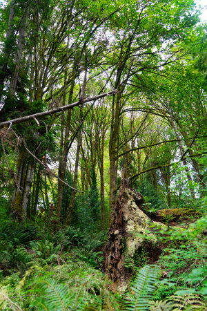 Trees reach for the sky at Schmitac Park in West Seattle, Washington.の写真素材