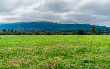 A view of a herd of elk in a green field in North Bend, Washington.の写真素材
