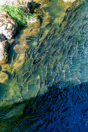 Chinook Salmon return home in the Chinook River in Washington State.