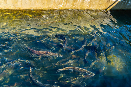 A view of Chinook Salmon at a fish hatchery in Tumwater, Washington.の写真素材