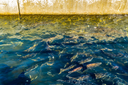 A view of Chinook Salmon at a fish hatchery in Tumwater, Washington.