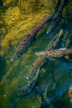 Chinook Salmon return home in the Deschutes River in Washington State.の写真素材