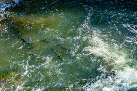 Chinook Salmon return home in the Deschutes River in Washington State.の写真素材