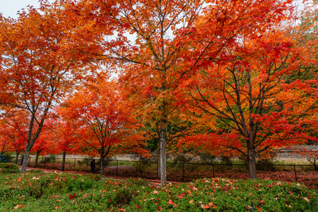 Tres with brilliant fall colors at Coulon Park in Renton, Washington.