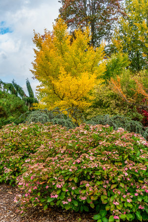 A variety of autumn trees and flowers at Kubota Gardens in Seattle, Washington.