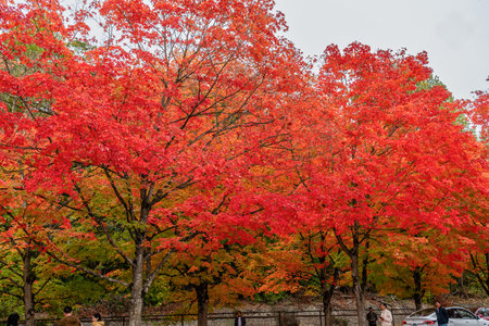 Trees with brilliant fall colors at Coulon Park in Renton, Washington.