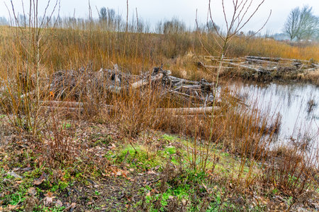 Piles of dead wood logs along the Green River in Kent, Washington.の写真素材