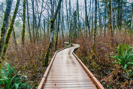 A view of the boardwalk in winter at West Hylebos Wetlands Park in Federal Way, Washington.