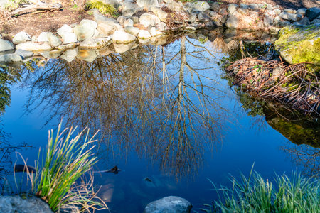 Trees are reflected on the surface of a pond at a garden in Seatac, Washington.