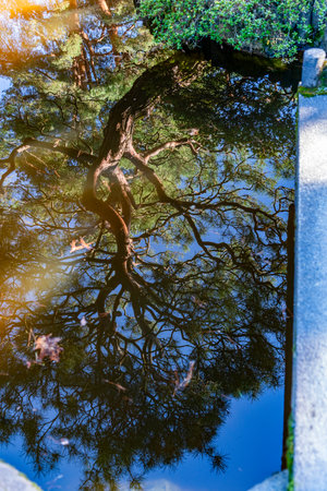 A tree is reflected in a pond at a garden in Seatac, Washington.の写真素材