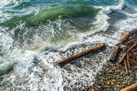 Large piece of driftwood along the shore in West Seattle, Washington.の写真素材