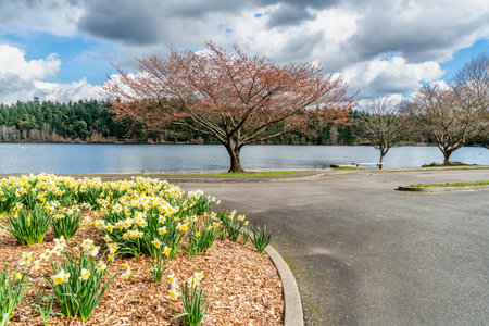 A view of a Daffodil garden in Spring near Lake Washington in Seattle.の写真素材