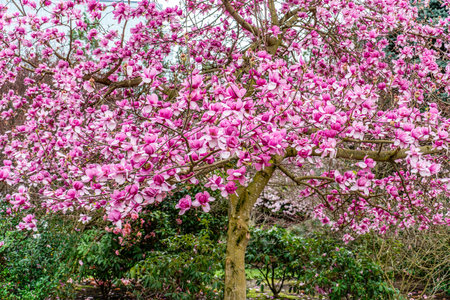 A background image of pink and white Tulip tree blossoms in Bellevue, Wahsingotn.の写真素材