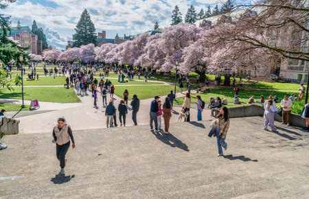 Seattle WA., USA  - APRIL 3  2025: Crowds enjoy cherry blossoms at theUniverstiy Of Washington Quad in Spring.の写真素材