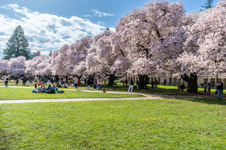 Seattle WA., USA  - APRIL 3  2025: Crowds enjoy cherry blossoms at theUniverstiy Of Washington Quad in Spring.の写真素材