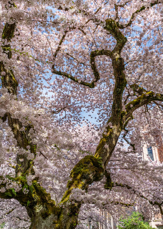 An abundance of Spring cherry blossoms in Seattle, Washingto.の写真素材