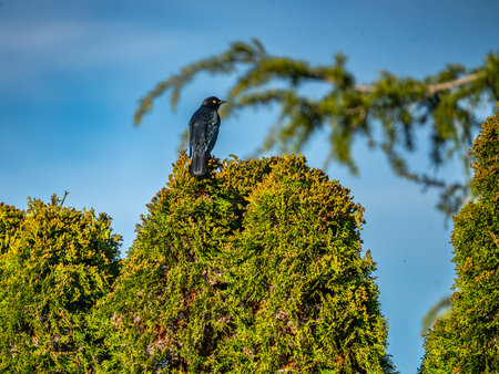 A black bird sits on a brach of a tree on Samish Island in Washington State.