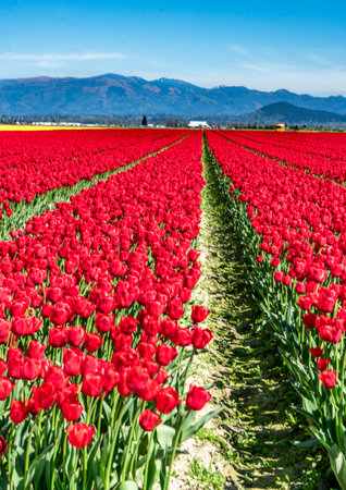 A field of red Tulips in Mount Vernon, Washington.