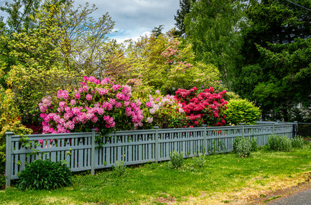 Brilliant Rhododendron bushes bloom by a fence at a home in Burien, Washiington.