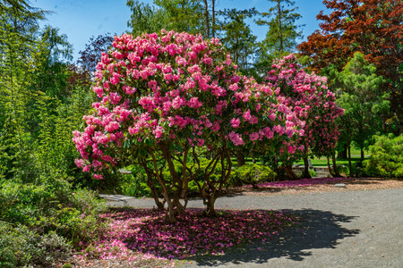 A veiw fo beautiful Rhododendron flowers at Point Defiance Park in Tacoma, Washington.の写真素材