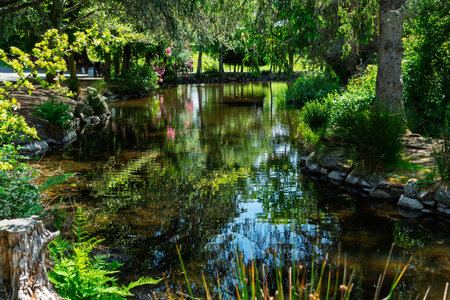 A pond with reflections at Point Defiance Park in Tacoma, Washington.の写真素材