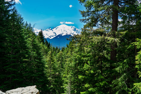 A view of Mount Rainier through evergreen trees in Washington State.