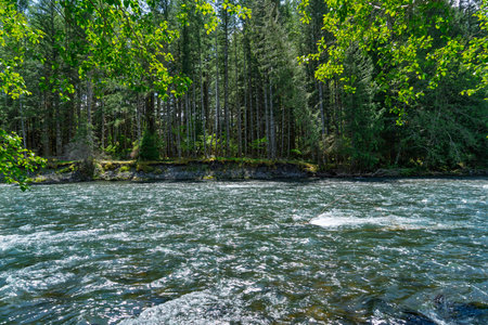 A view of thin trees along the White River in Washington State.