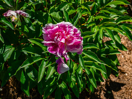 A pink flower at the Sunken Garden at the Washington State Capitol.の写真素材
