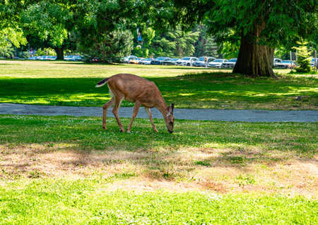 A deer walks across a lwan at Point Defiance Park in Tacoma, Washington.の写真素材