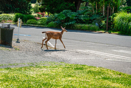 A deer crossed the road at Point Defiance Park in Tacoma, Washington.の写真素材